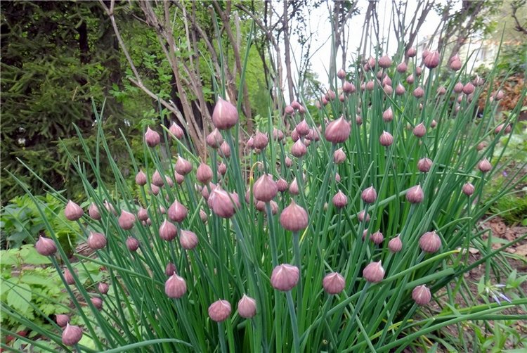 Милый мой город. Прогулка по Твери (фото 6)