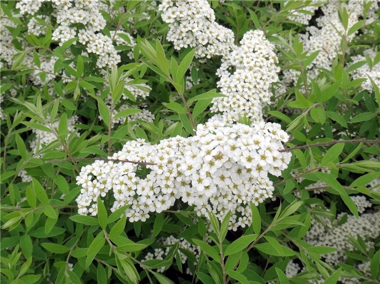 Милый мой город. Прогулка по Твери, заключительная часть (фото 4)