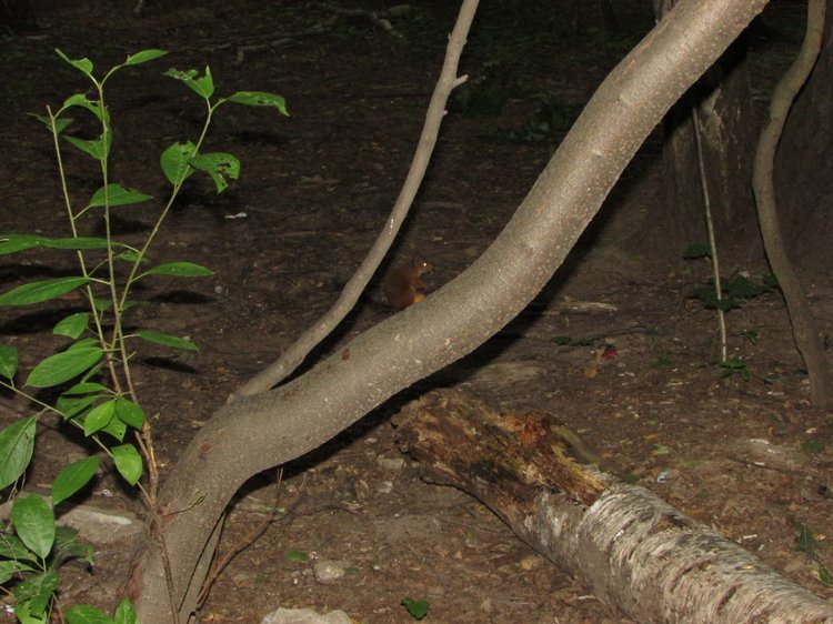 Веселое путешествие по Парку Измайлово