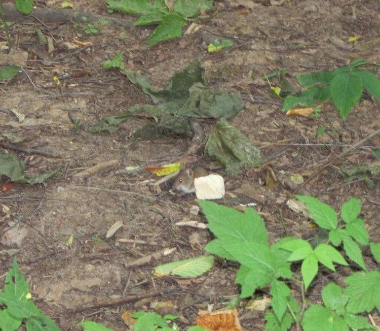 Веселое путешествие по Парку Измайлово (фото 2)