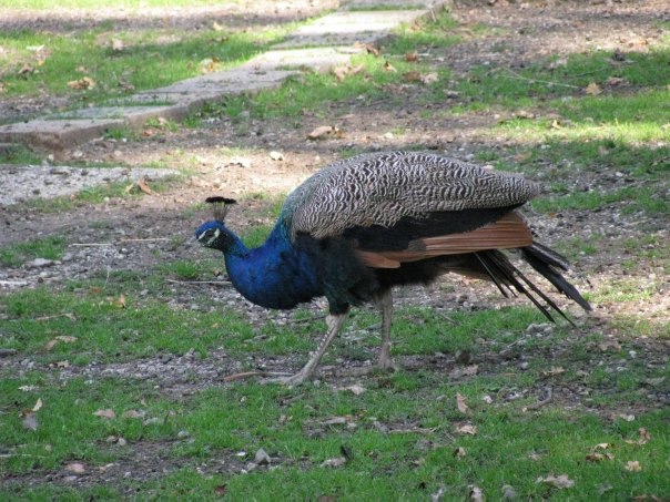 Разнообразие животного мира