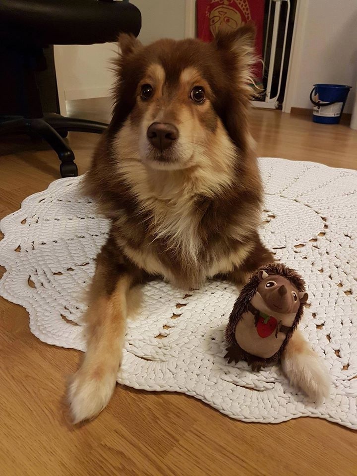 Любительские фотографии Ежей (выпуск 1) | Бэйбики Любительские фотографии Ежей (выпуск 1)