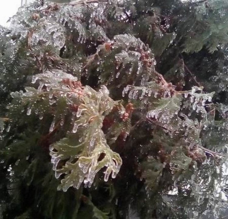 Ледяная красота на католическое Рождество в Чебоксарах, ловим солнечного зайчика... много фото | Бэйбики Ледяная красота на католическое Рождество в Чебоксарах, ловим солнечного зайчика... много фото