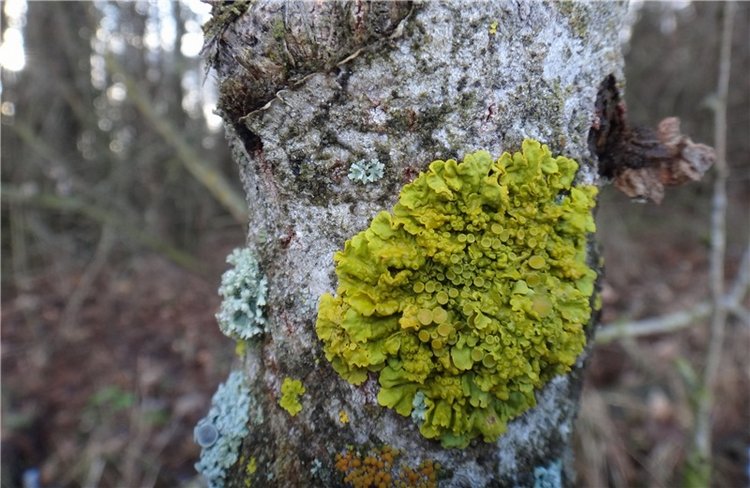 23 февраля - расцвели синие подснежники