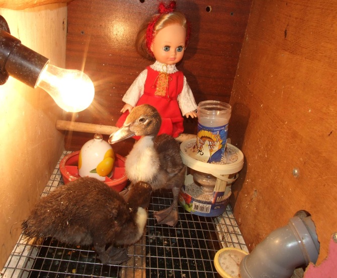 Цып-цып-цып, мои цыплятки, цып-цып-цып, мои утятки (фото 10)