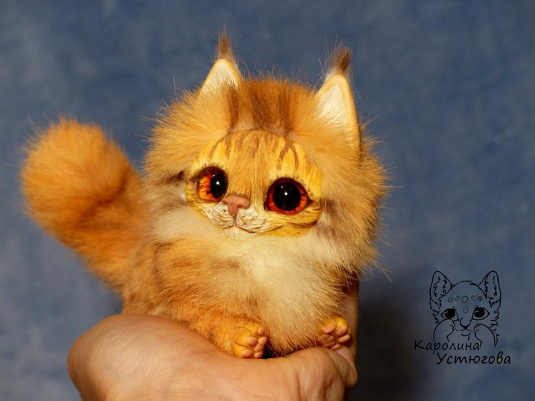 Карманный котеночек породы: Мейн-Кун