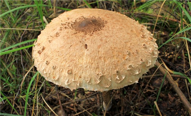 Августовское путешествие в "Сад Камней" | Бэйбики Августовское путешествие в "Сад Камней"