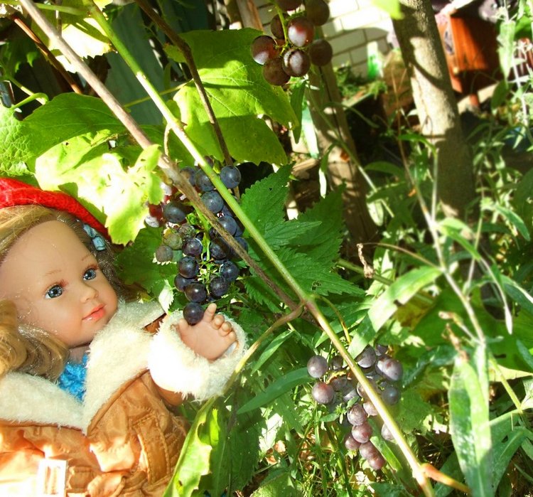 Линка и Иришка - сборщицы винограда | Бэйбики Линка и Иришка - сборщицы винограда