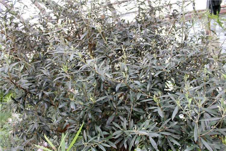 Тверской Ботанический Сад, продолжение | Бэйбики Тверской Ботанический Сад, продолжение