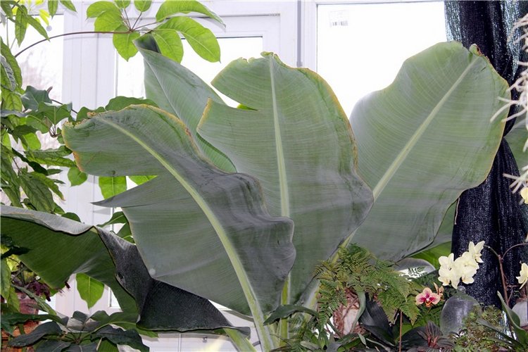 Тверской Ботанический Сад, продолжение | Бэйбики Тверской Ботанический Сад, продолжение