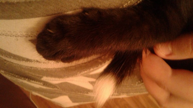 Больше никаких кошек! А котята не считаются | Бэйбики Больше никаких кошек! А котята не считаются