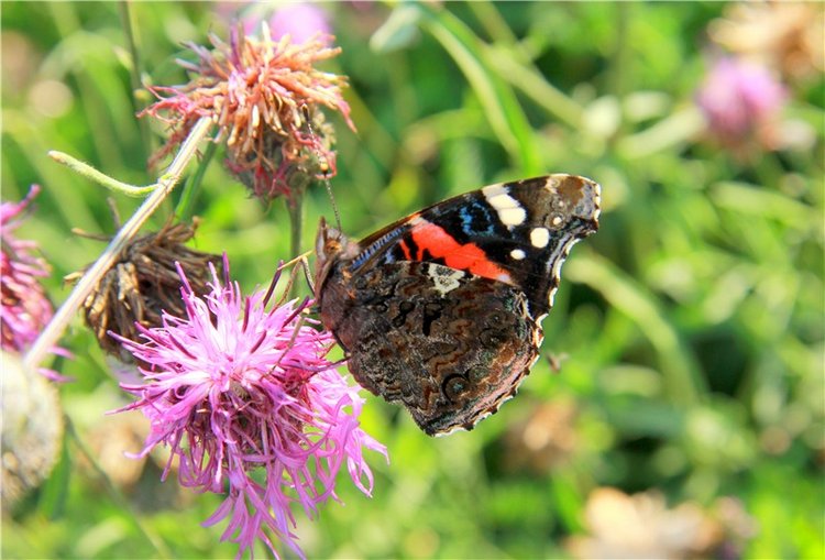 Инопланетянка Нийя. Custom Blythe Doll UFO Go Go Takara