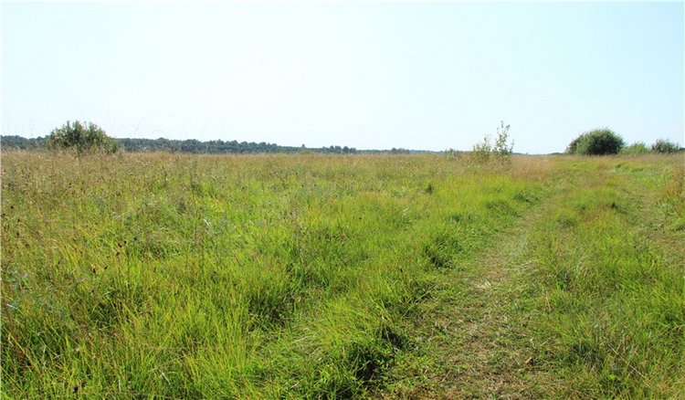 Инопланетянка Нийя. Custom Blythe Doll UFO Go Go Takara