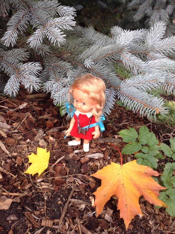 Аптекарский огород сегодня. ч.5. Грибной фестиваль