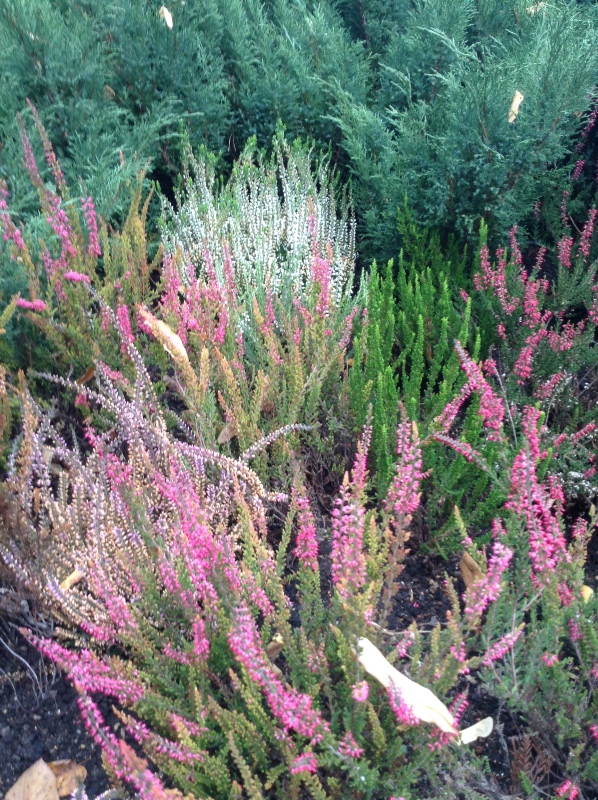 Аптекарский огород сегодня. ч.5. Грибной фестиваль