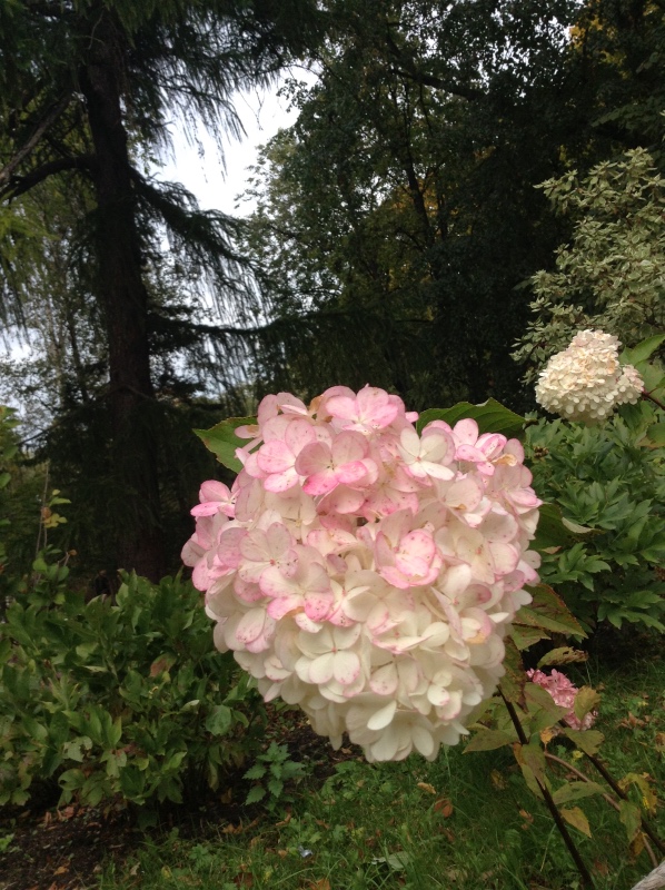 Аптекарский огород сегодня. ч.5. Грибной фестиваль