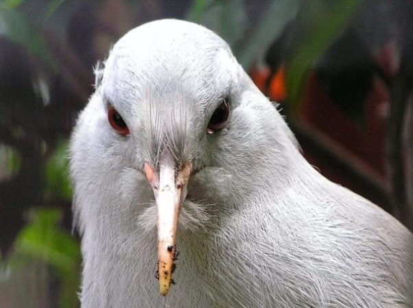 1 апреля — Международный день птиц