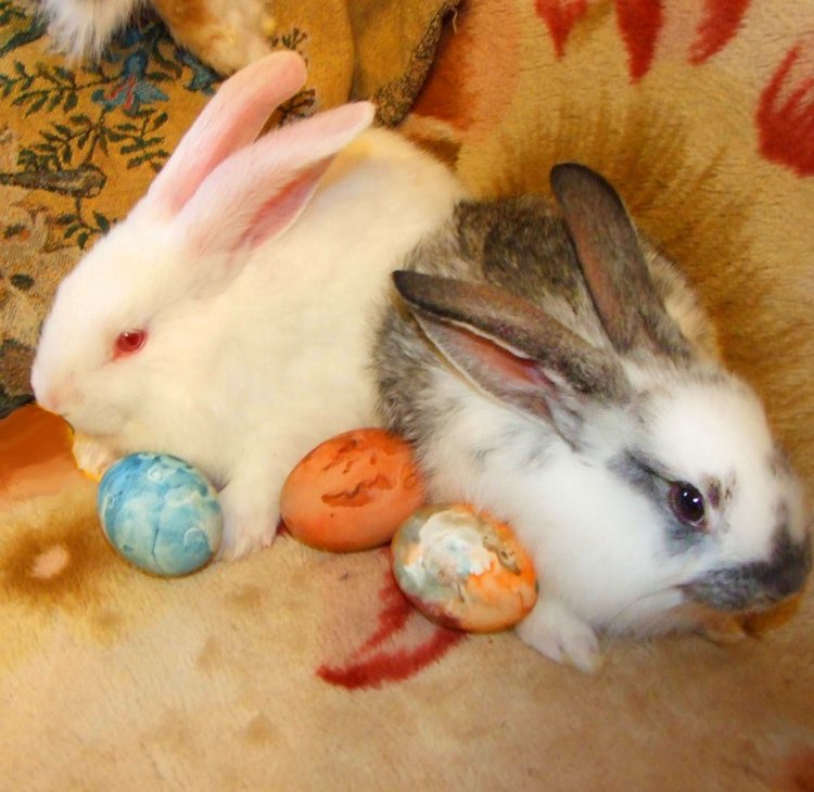 История Алиски 2 - Пасхальная, с белыми кроликами) | Бэйбики История Алиски 2 - Пасхальная, с белыми кроликами) (фото 3)