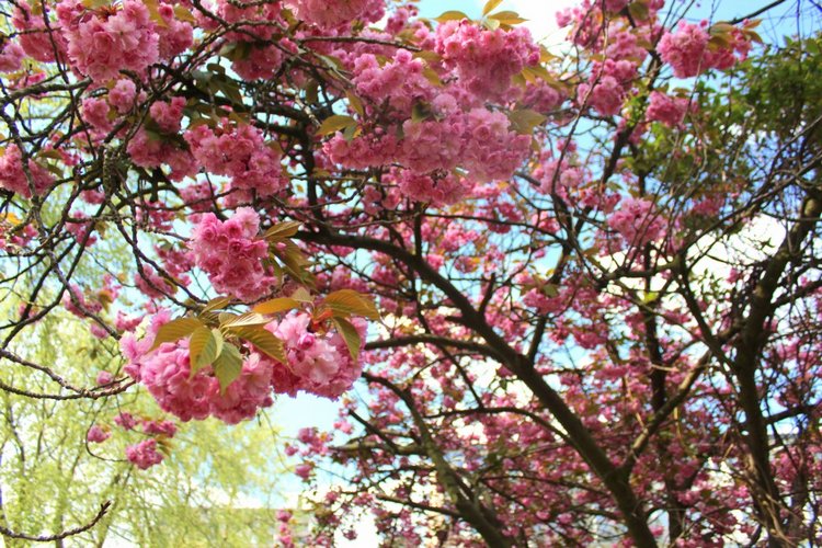 Цветущая Сакура. Прогулка по парку с Алисой. Весенние зарисовки (фото 4)