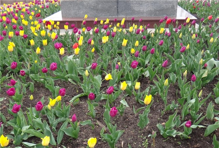 Милый мой город. Прогулка по Твери