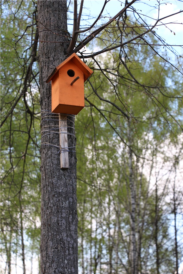 Один раз в год сады цветут (фото 10)