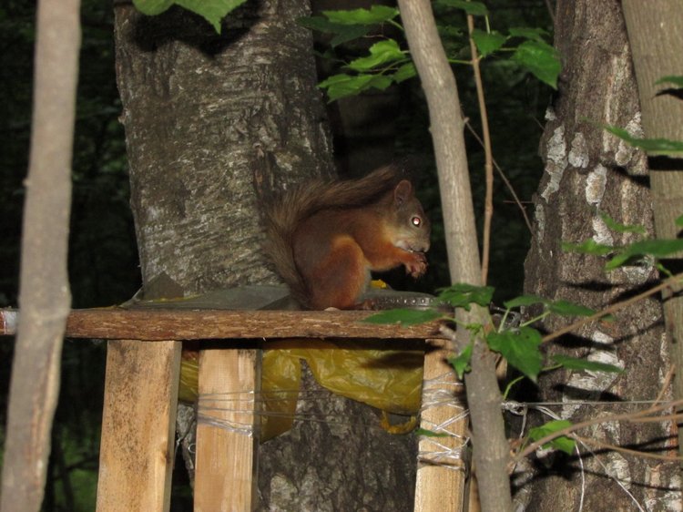 Веселое путешествие по Парку Измайлово