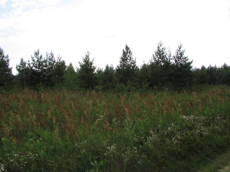 Путешествие в Нижегородскую область - часть 2 - Размещение в деревушке и прогулка по окресностям