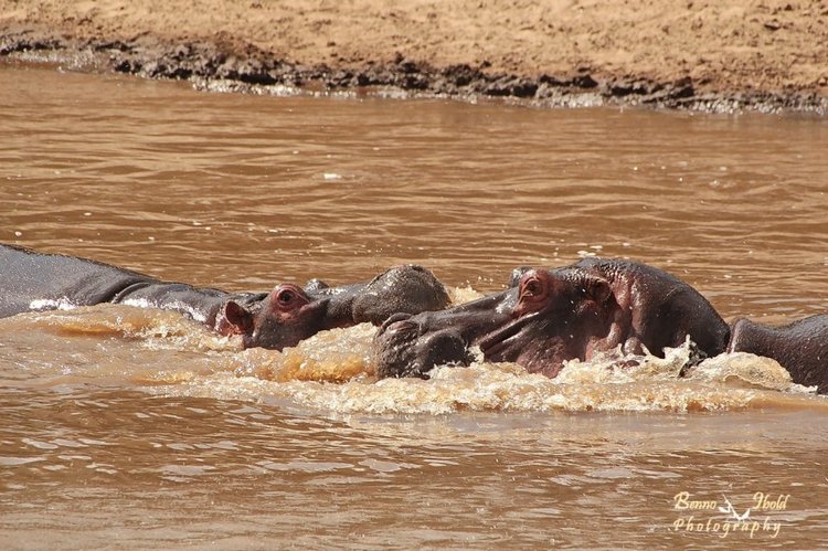 Любителям природы - профессиональные фотографии (выпуск 4)