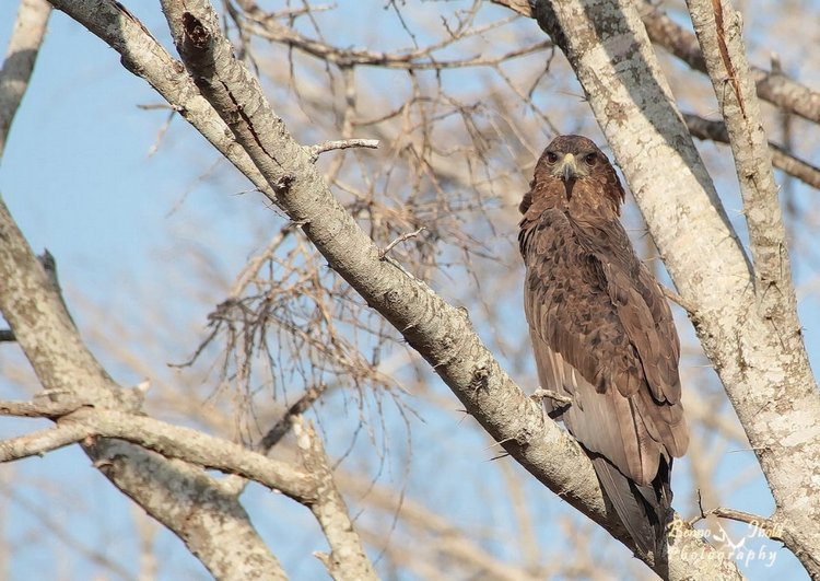 Любителям природы - профессиональные фотографии (выпуск 4)