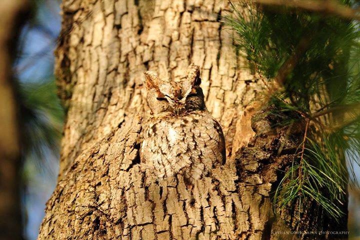 Любительские и профессиональные фотографии Сов (выпуск 2)