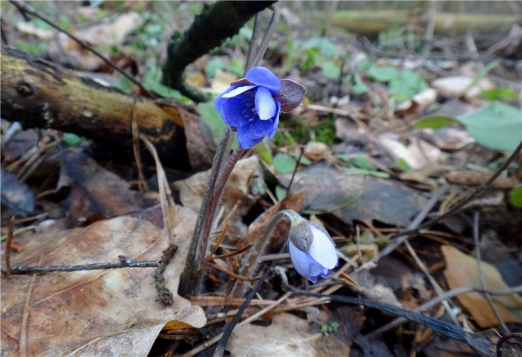 23 февраля - расцвели синие подснежники (фото 6)