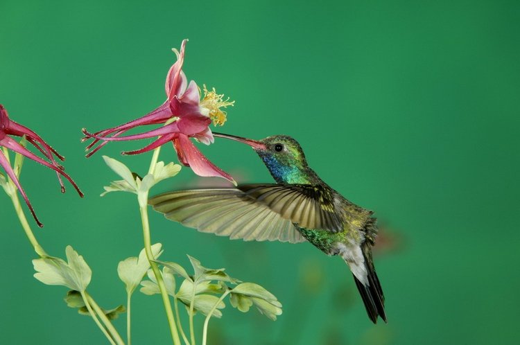 Колибри из бисера — Вышивка крестиком (фото 3)