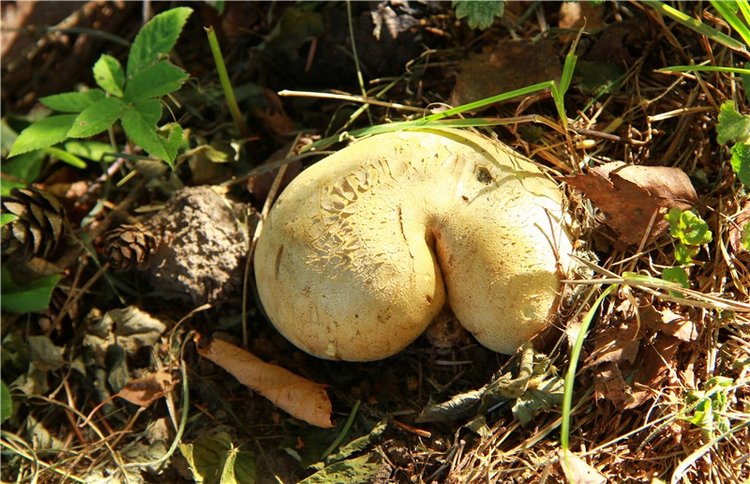 Путешественница Синди, продолжение. Sindy's Urban Safari (фото 8)