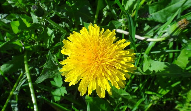 Просто Весна — Красивая природа и цветы: фото пейзажей