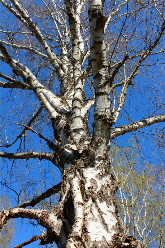 Прогулка Софи. Lati HoneyBee New Mystic Sophie | Бэйбики Прогулка Софи. Lati HoneyBee New Mystic Sophie