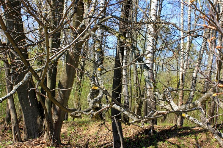 Путешествие Софи в Старицу, продолжение. Lati HoneyBee New Mystic Sophie