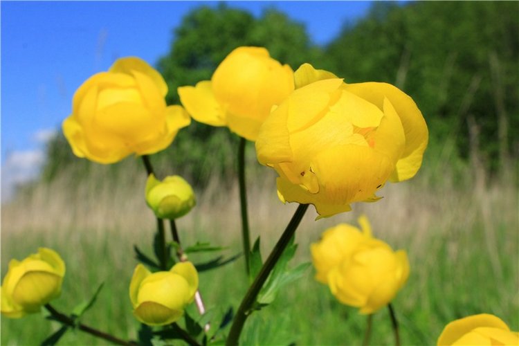 Эля в Иванишах. Twinkles Ella Chocolate