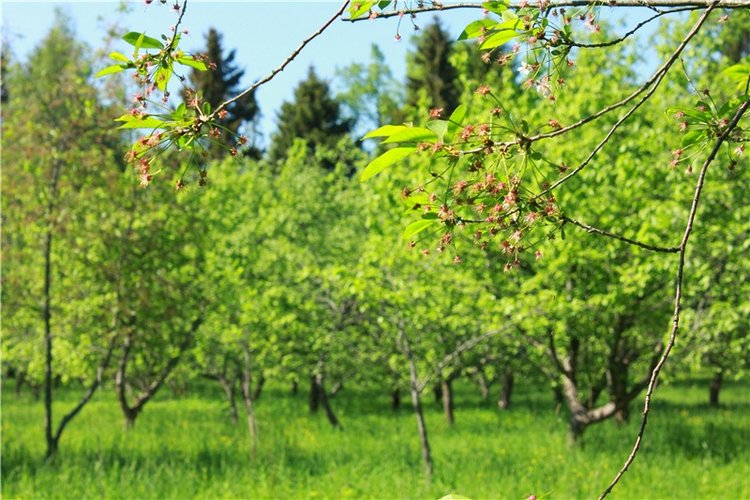 Из Чукавино в Старицу — Культура