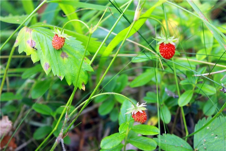 Путешествие Катрин. Katrin, Stoffpuppe Doll, Kathe Kruse