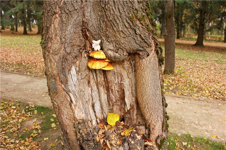 Золотая Осень в Берново с Имани. Mini Imani от Kaye Wiggs