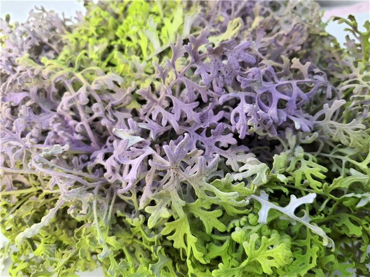 Выставка тюльпанов в Твери