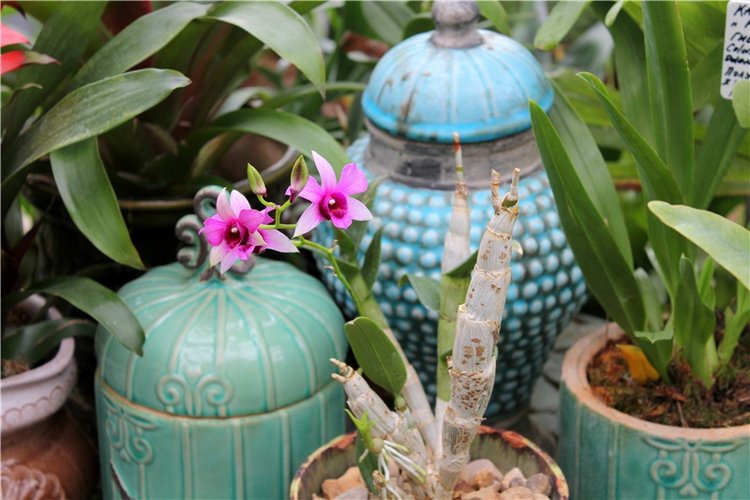 Тверской Ботанический Сад, продолжение | Бэйбики Тверской Ботанический Сад, продолжение