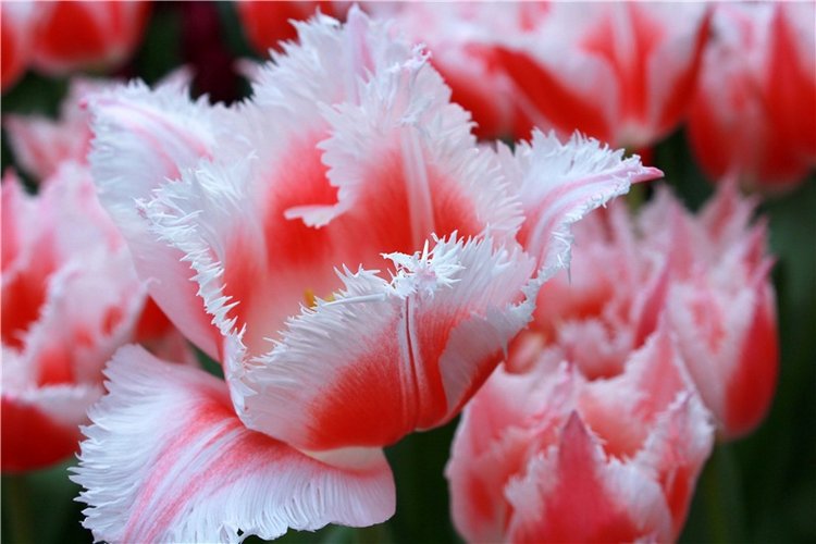 Выставка тюльпанов в Твери