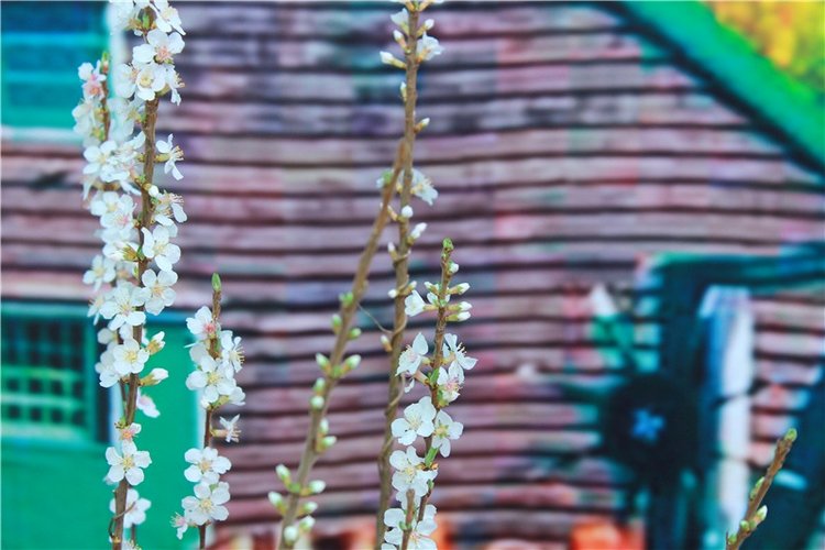 Выставка тюльпанов в Твери