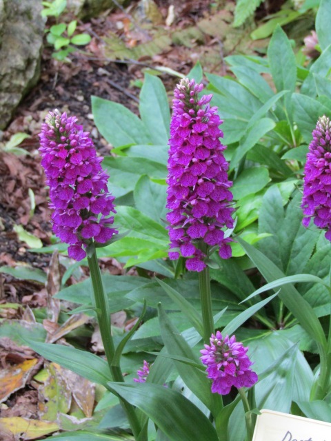 Тони Старк: приключения без брони. И снова Аптекарский огород | Бэйбики Тони Старк: приключения без брони. И снова Аптекарский огород (фото 7)