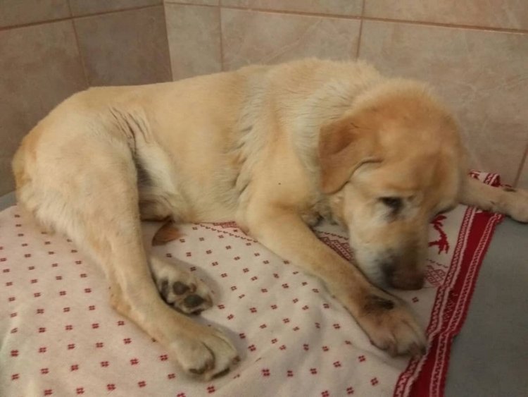 Почему в Чехии нет бродячих собак, а отстрел и усыпление запрещены законом (фото 3)