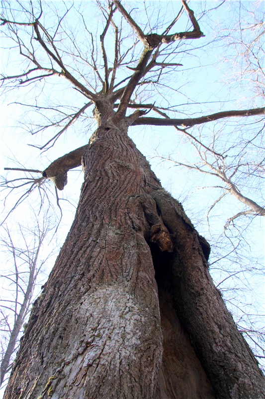 Апрельский день в Василёво, заключительная часть