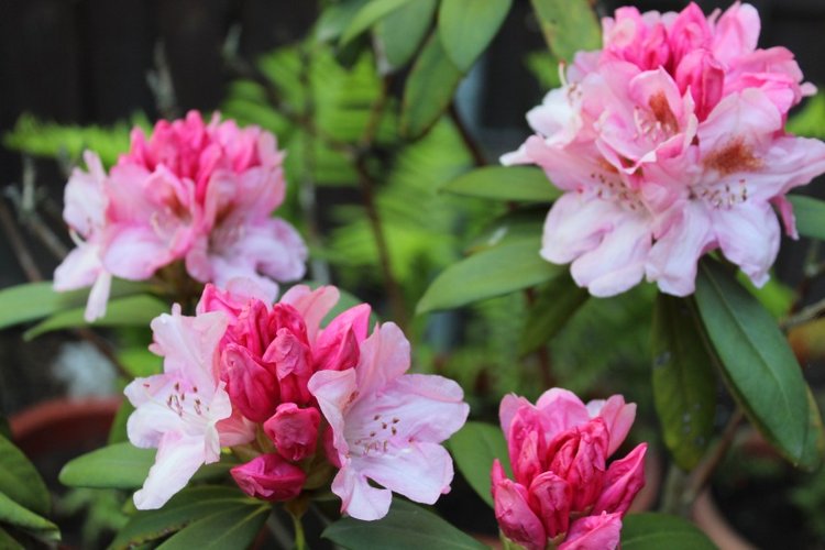 Sonja гуляет в саду. Коллекционная кукла от Helen Kish (фото 7)