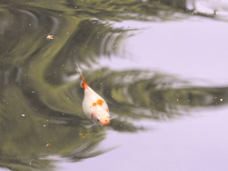 Краснодарский Край, Сочи-Адлер, Санаторий «Южное Взморье»