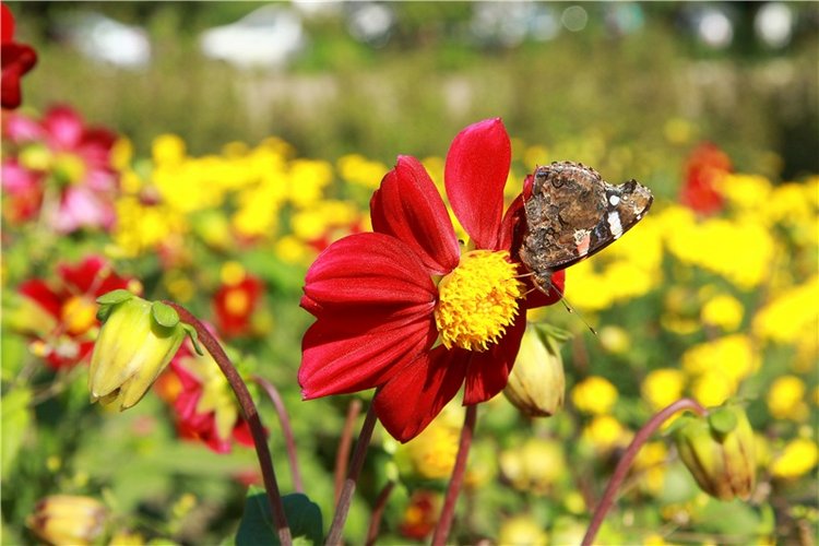 Старицкая Швейцария. Путешествие Мии. Minifee Miyu FairlyLand | Бэйбики Старицкая Швейцария. Путешествие Мии. Minifee Miyu FairlyLand (фото 9)
